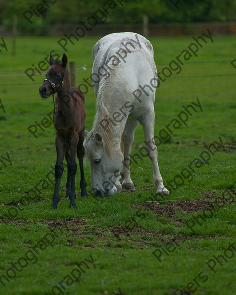 Lynda & Carson s foal0009 
 Carson& Linda's Foal 
 Keywords: Elliotts, Horses, West Wycombe Park