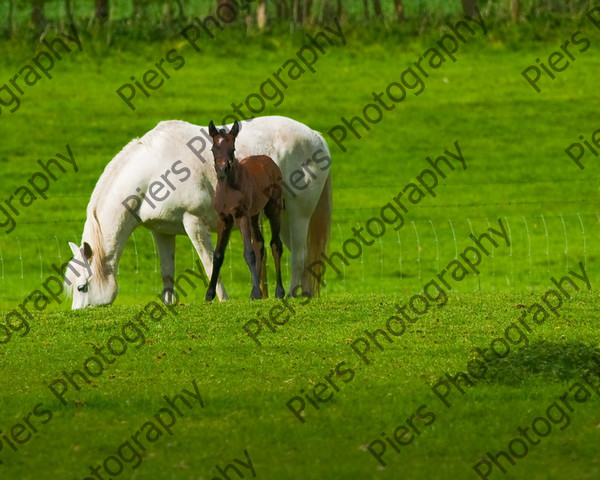 Lynda & Carson s foal0021 
 Carson& Linda's Foal 
 Keywords: Elliotts, Horses, West Wycombe Park