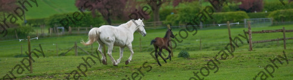 Lynda & Carson s foal0019 
 Carson& Linda's Foal 
 Keywords: Elliotts, Horses, West Wycombe Park