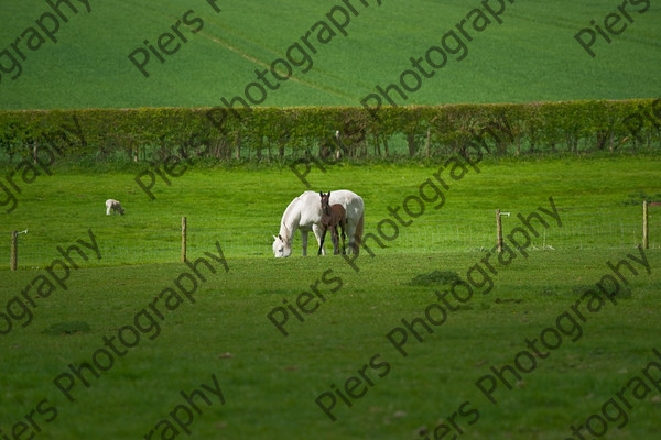 Lynda & Carson s foal0020 
 Carson& Linda's Foal 
 Keywords: Elliotts, Horses, West Wycombe Park