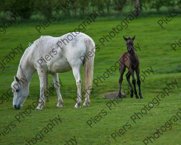 Lynda & Carson s foal0004 
 Carson& Linda's Foal 
 Keywords: Elliotts, Horses, West Wycombe Park