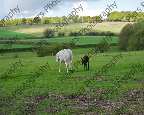 Lynda & Carson s foal0001 
 Carson& Linda's Foal 
 Keywords: Elliotts, Horses, West Wycombe Park