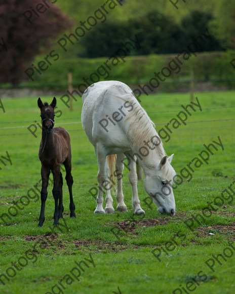 Lynda & Carson s foal0008 
 Carson& Linda's Foal 
 Keywords: Elliotts, Horses, West Wycombe Park
