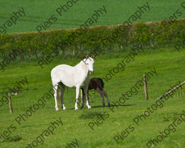 Lynda & Carson s foal0022 
 Carson& Linda's Foal 
 Keywords: Elliotts, Horses, West Wycombe Park