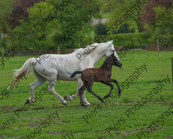 Lynda & Carson s foal0015 
 Carson& Linda's Foal 
 Keywords: Elliotts, Horses, West Wycombe Park