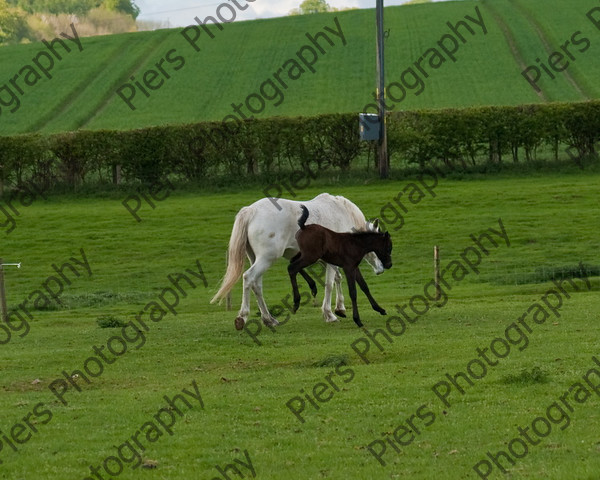 Lynda & Carson s foal0002 
 Carson& Linda's Foal 
 Keywords: Elliotts, Horses, West Wycombe Park