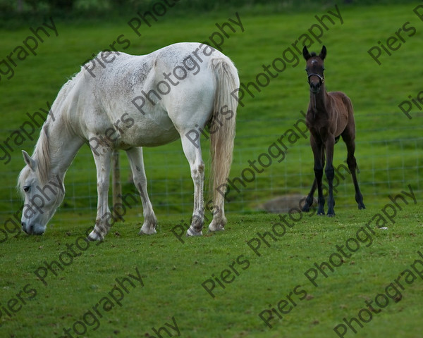 Lynda & Carson s foal0005 
 Carson& Linda's Foal 
 Keywords: Elliotts, Horses, West Wycombe Park