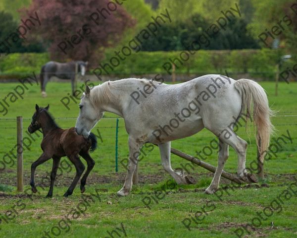 Lynda & Carson s foal0014 
 Carson& Linda's Foal 
 Keywords: Elliotts, Horses, West Wycombe Park