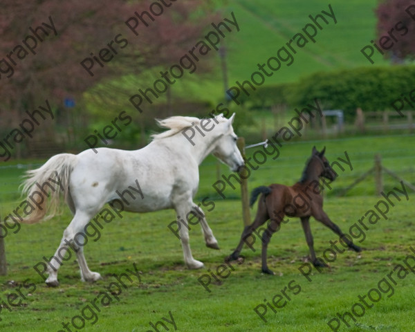 Lynda & Carson s foal0018 
 Carson& Linda's Foal 
 Keywords: Elliotts, Horses, West Wycombe Park
