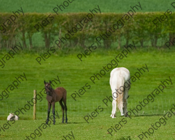 Lynda & Carson s foal0025 
 Carson& Linda's Foal 
 Keywords: Elliotts, Horses, West Wycombe Park