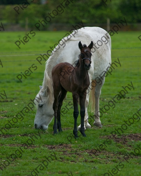 Lynda & Carson s foal0010 
 Carson& Linda's Foal 
 Keywords: Elliotts, Horses, West Wycombe Park