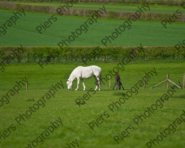 Lynda & Carson s foal0023 
 Carson& Linda's Foal 
 Keywords: Elliotts, Horses, West Wycombe Park