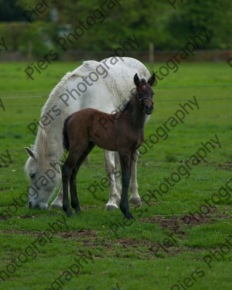 Lynda & Carson s foal0012 
 Carson& Linda's Foal 
 Keywords: Elliotts, Horses, West Wycombe Park