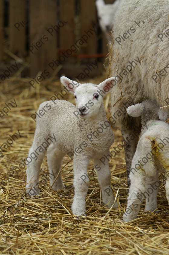 Lambing 05 083 
 Keywords: Easter, Lambs, ham farm, piersphoto