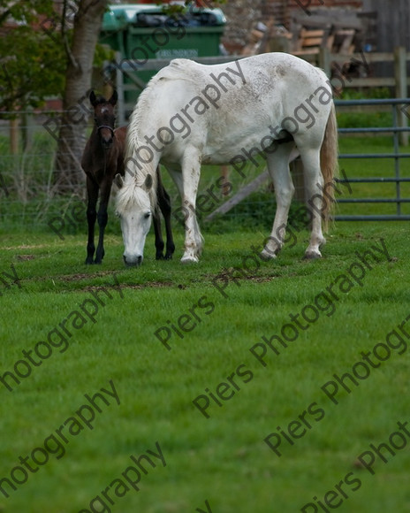 Lynda & Carson s foal0006 
 Carson& Linda's Foal 
 Keywords: Elliotts, Horses, West Wycombe Park
