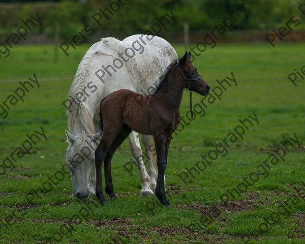 Lynda & Carson s foal0013 
 Carson& Linda's Foal 
 Keywords: Elliotts, Horses, West Wycombe Park