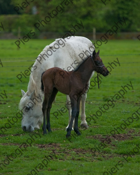 Lynda & Carson s foal0011 
 Carson& Linda's Foal 
 Keywords: Elliotts, Horses, West Wycombe Park