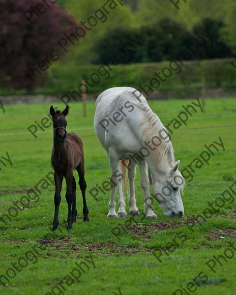 Lynda & Carson s foal0007 
 Carson& Linda's Foal 
 Keywords: Elliotts, Horses, West Wycombe Park