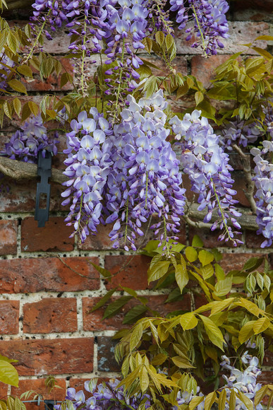 Adwell House 18 
 Adwell House May 2013 
 Keywords: Adwell House, Piers Photos, gardens